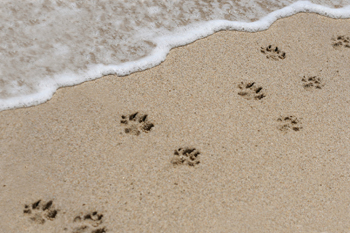 Pawprints in the Sand